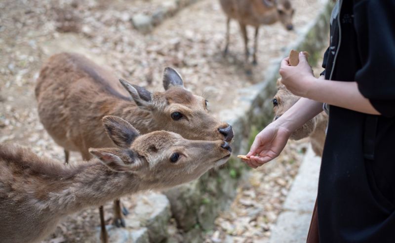 nara nara